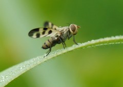 Otitinae