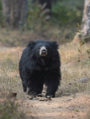 Indian Sloth Bear