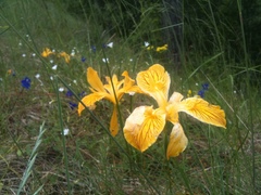 Iris innominata