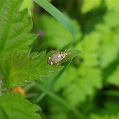 Rhabdomiris striatellus