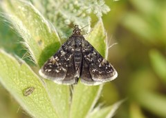 Heliothela wulfeniana