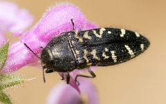 Acmaeodera