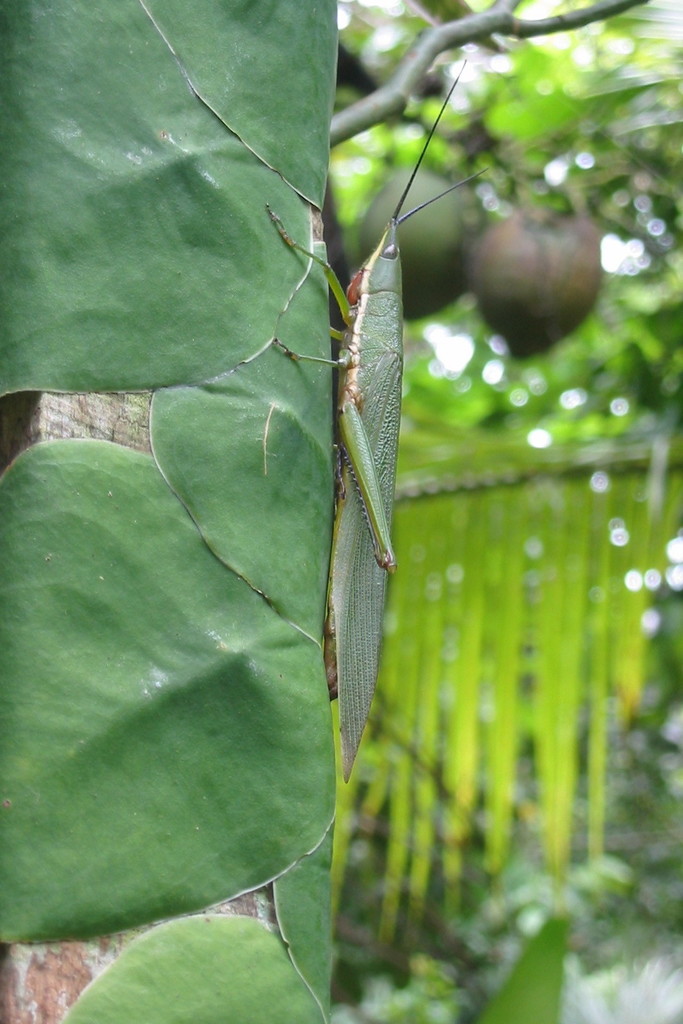 Legua crenulata