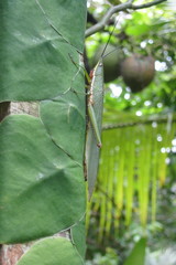 Legua crenulata