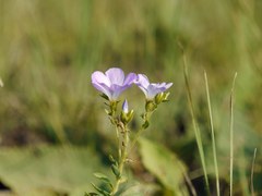 Linum hirsutum