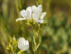 Linum hirsutum