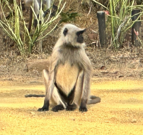 Bengal Sacred Langur
