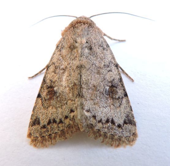 Nudorthodes molino