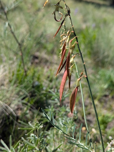 Image of Astragalus ripleyi by (c) My-Lan Le, some rights reserved (CC BY)