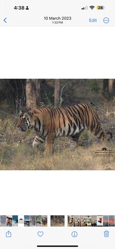 Bengal Tiger