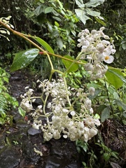 Begonia holtonis, photograph Nicolás Baresch Uribe, CC BY, iNaturalist via GBIF