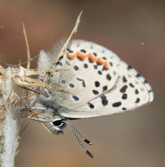 Euphilotes enoptes smithi