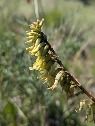 Image of Astragalus ripleyi by (c) My-Lan Le, some rights reserved (CC BY)