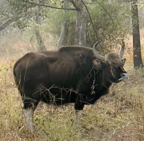 Gaur