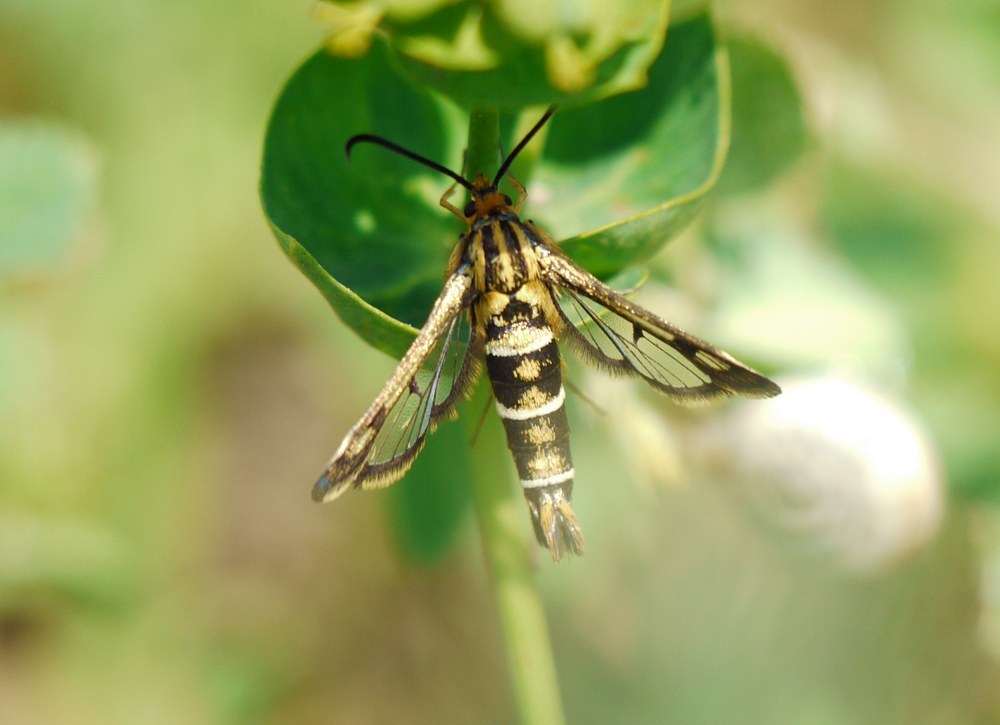 Chamaesphecia bibioniformis