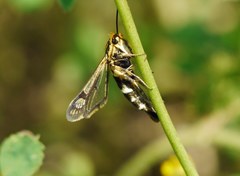 Chamaesphecia bibioniformis