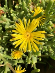 Malephora lutea