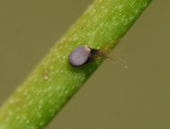 Chamaesphecia bibioniformis
