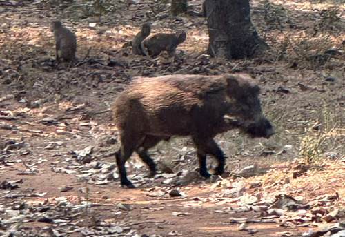 Wild Boar