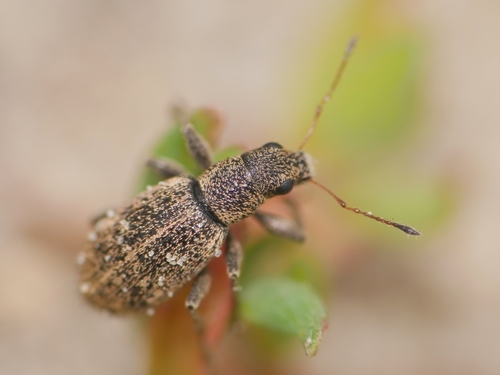 Polydrusus inustus