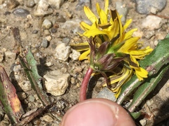 Taraxacum palustre