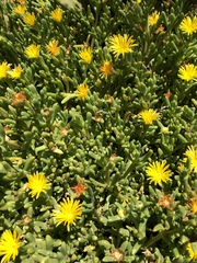 Malephora lutea