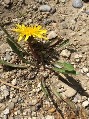 Taraxacum palustre