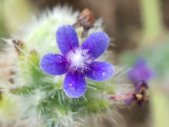 Anchusa aggregata