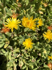 Malephora lutea