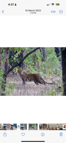 Indian Leopard