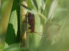 Phyllobrotica adusta