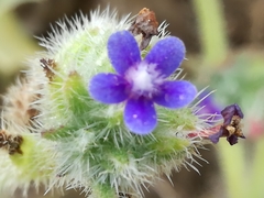 Anchusa aggregata