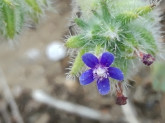 Anchusa aggregata