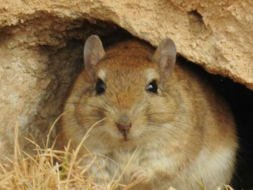 Shaw's Jird (Meriones shawii) — Data Deficient Mammalia