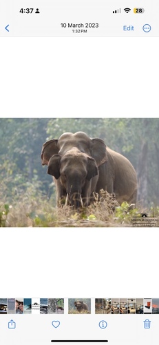 Mainland Asian Elephant