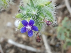 Anchusa aggregata
