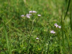 Dianthus pseudarmeria