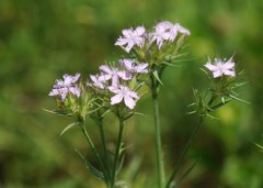 Dianthus pseudarmeria
