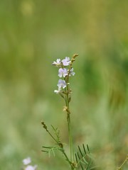 Astragalus austriacus
