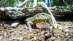 Ameiva