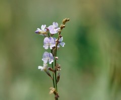 Astragalus austriacus