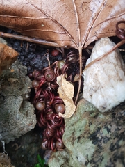 Cyclamen hederifolium