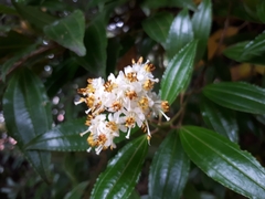 Miconia crocea