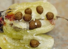 Ornithogalum boucheanum