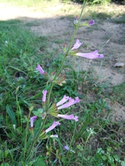 Salvia scabra