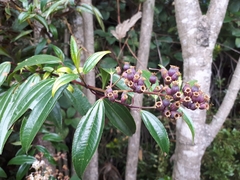Miconia crocea