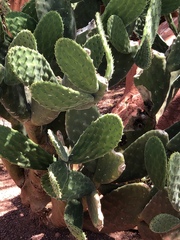Opuntia