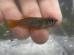 Knife Livebearer photo 3