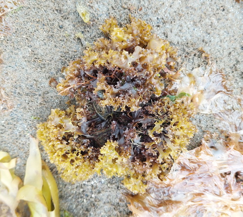 Irska mahovina (Chondrus crispus)