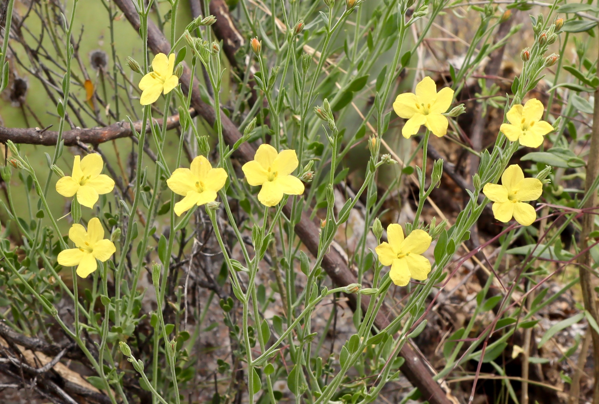 Menodora scabra
